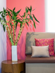 Modern living room decorated with sofa and vase of Lucky bamboo